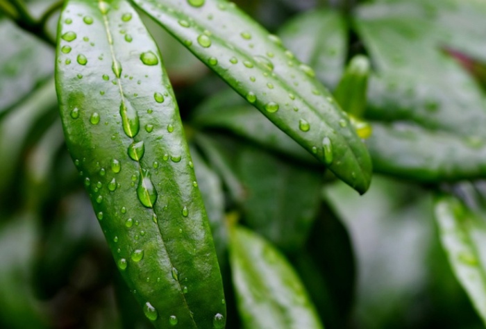 【萊沃醫(yī)療：知識分享】抓住雨水時節(jié)，養(yǎng)出春日好身體