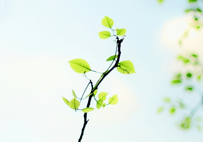 【萊沃醫(yī)療：知識分享】植樹節(jié)：“植”此青綠，擁抱春天，鼻炎黨速看，不踩雷！